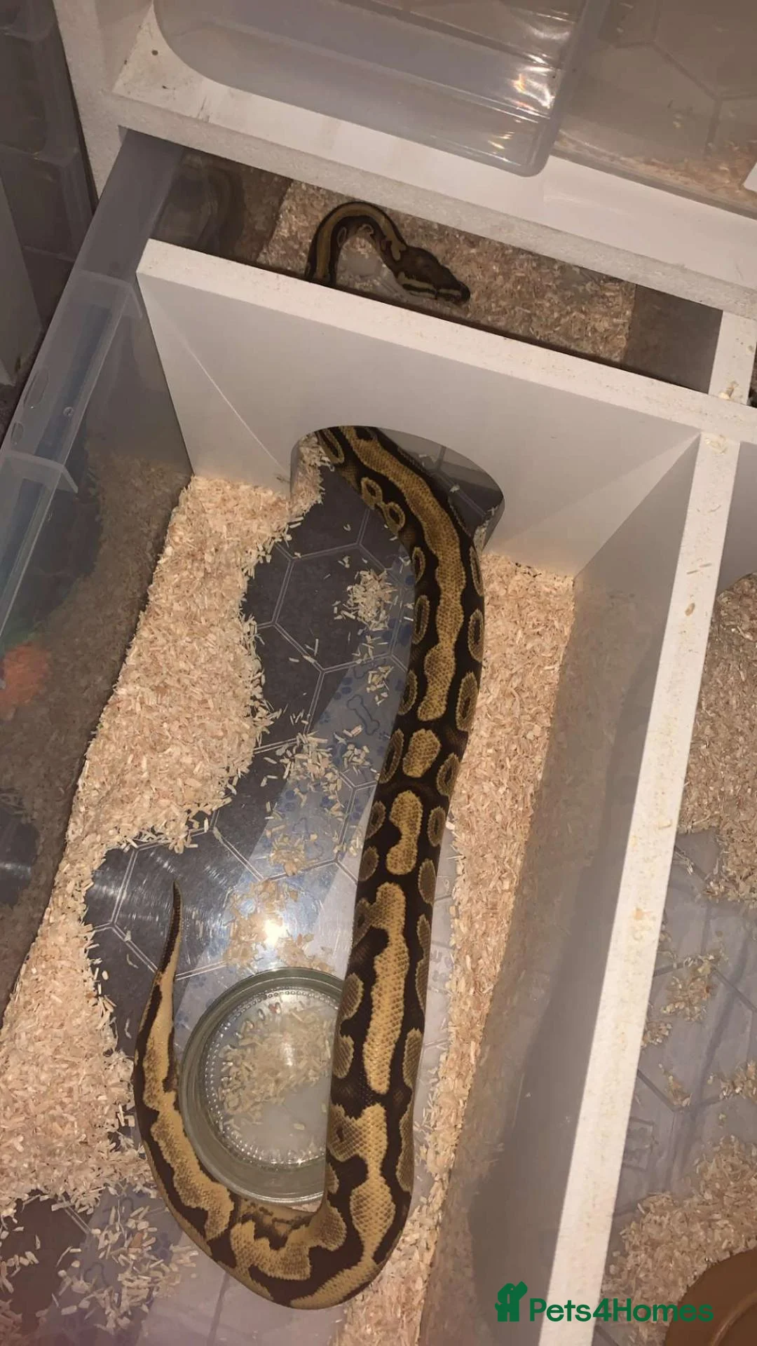 Leopard Gecko reptiles for sale: orange dream ball python female  in Colchester - Advert 2