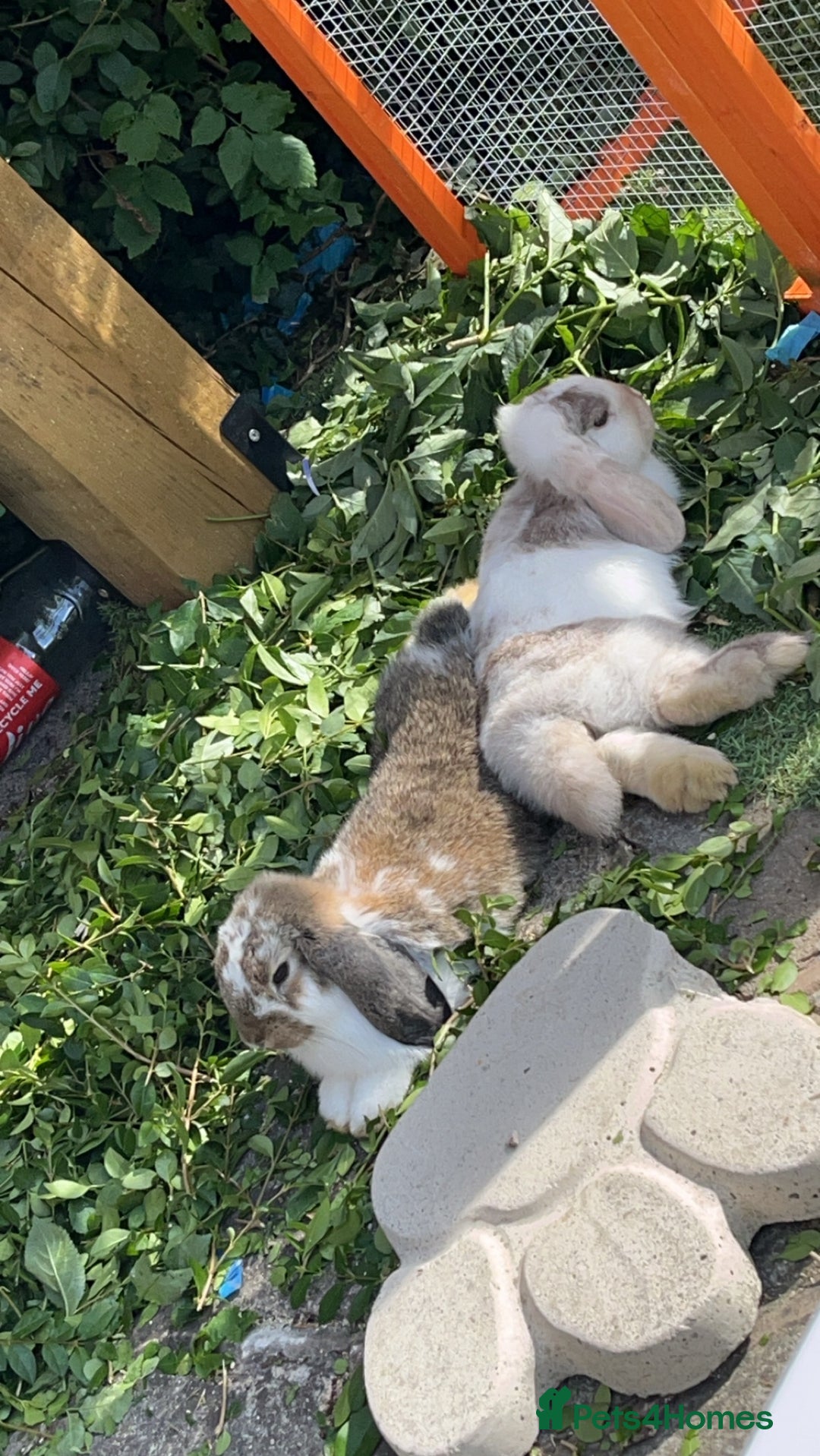 Mini Lop rabbits for sale: Looking for a lovely forever home for my rabbits - Advert 5