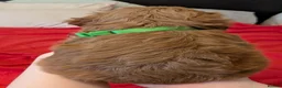 Cavapoo dogs for sale: F1B Cavapoo Puppies Health Tested KC Parents - Advert 18