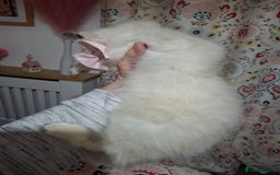 Ragcoon cats for sale: Beautiful Colourpoint Tortie Female Ragdoll Kitten - Image 6