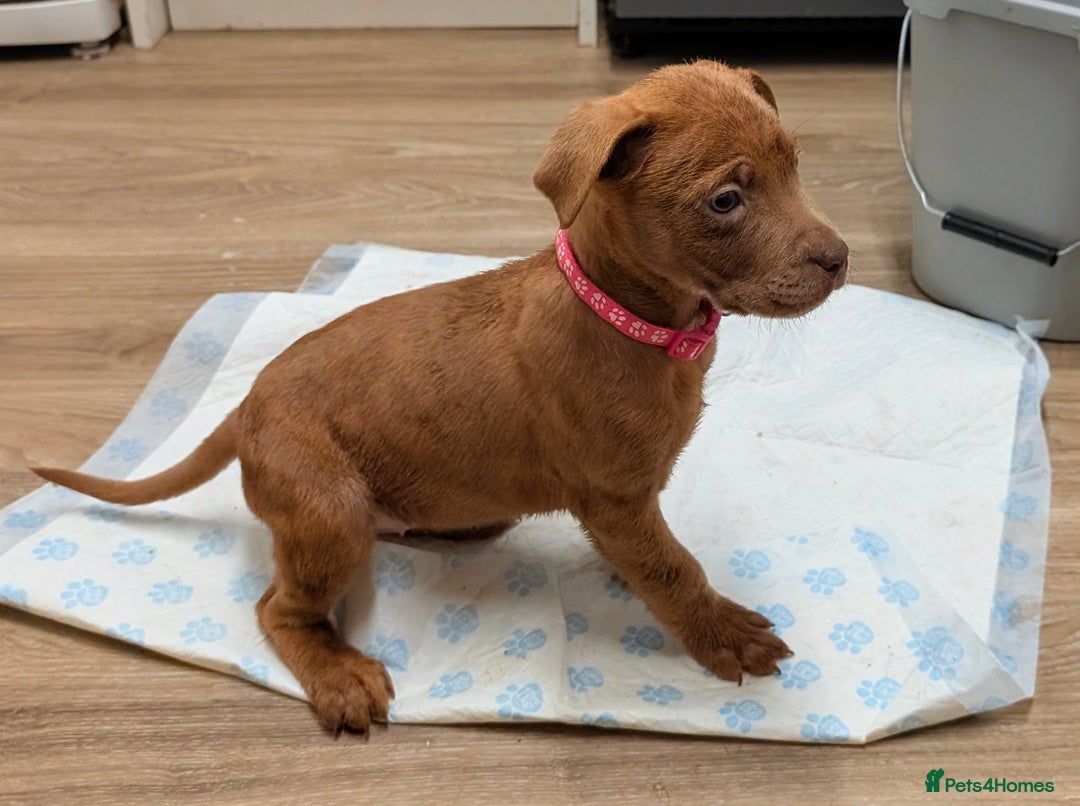 Mixed Breed dogs for sale: F1 MASTADOR PUPPIES FOR SALE  - Advert 4