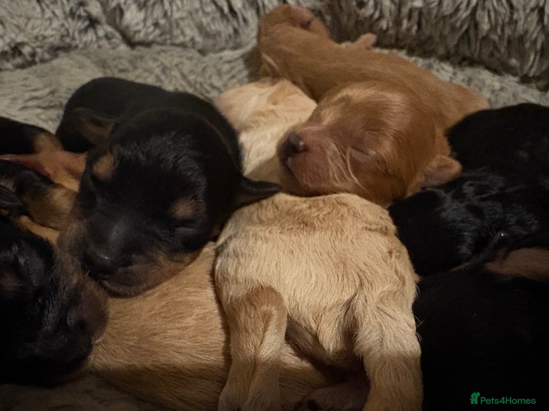 Cavapoochon dogs for sale: ⭐️⭐️5 star homes wanted for these gorgeous pups  - Image 4