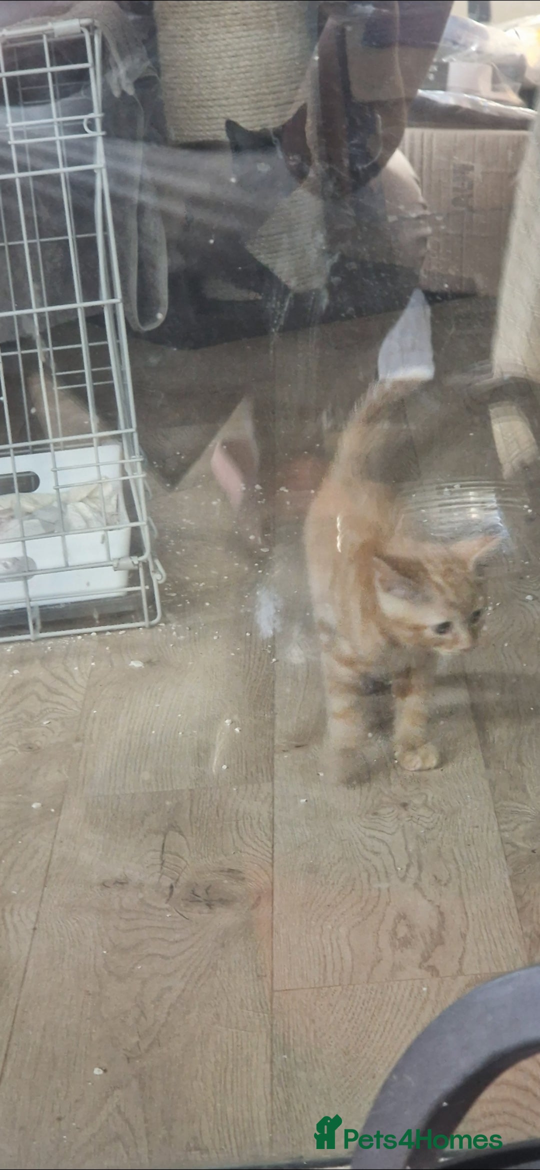 Siamese cats for sale: 10 week old kittens  - Image 6