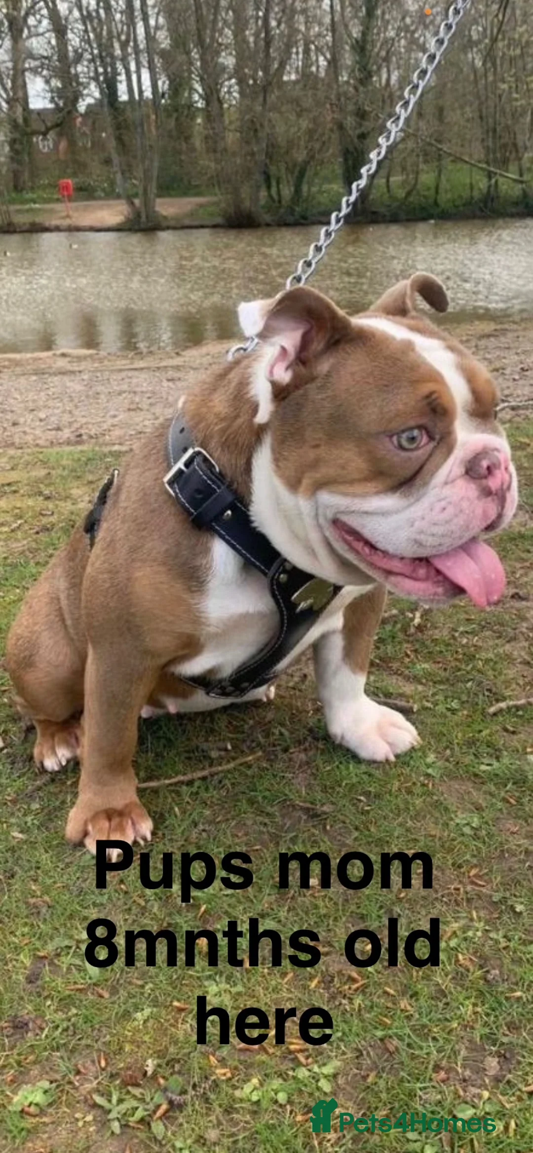 English Bulldog dogs for sale: Female British bulldog - Advert 2