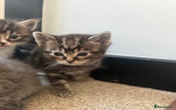 British Shorthair cats for sale: Beautiful British short hair mixed long hair  - Advert 29