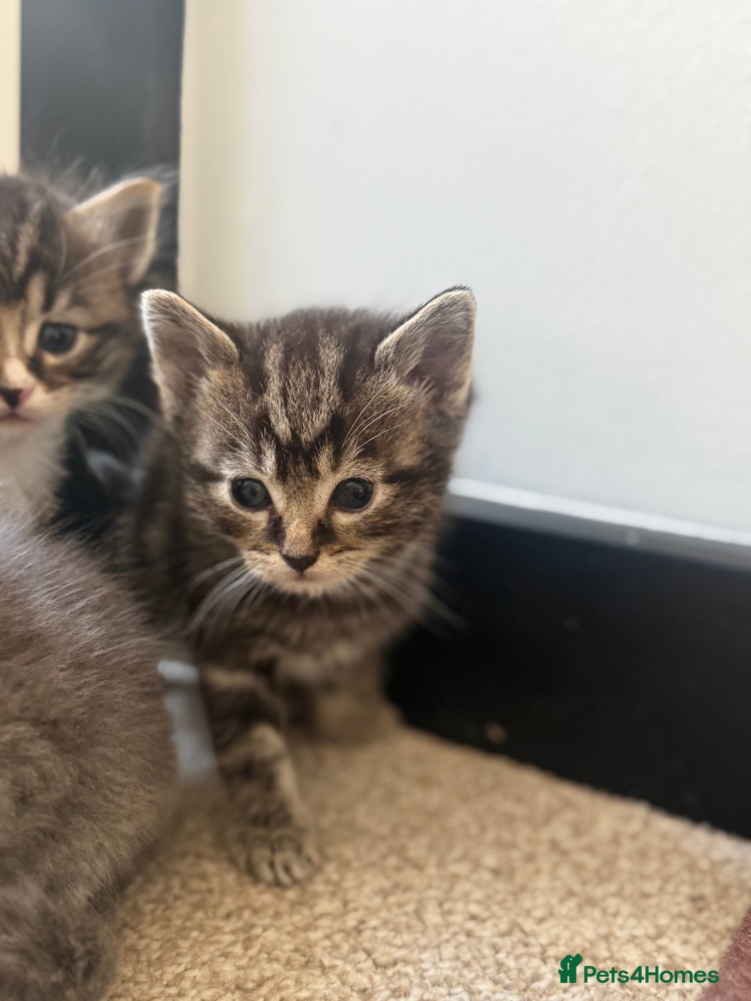 British Shorthair cats for sale: Beautiful British short hair mixed long hair  - Advert 29