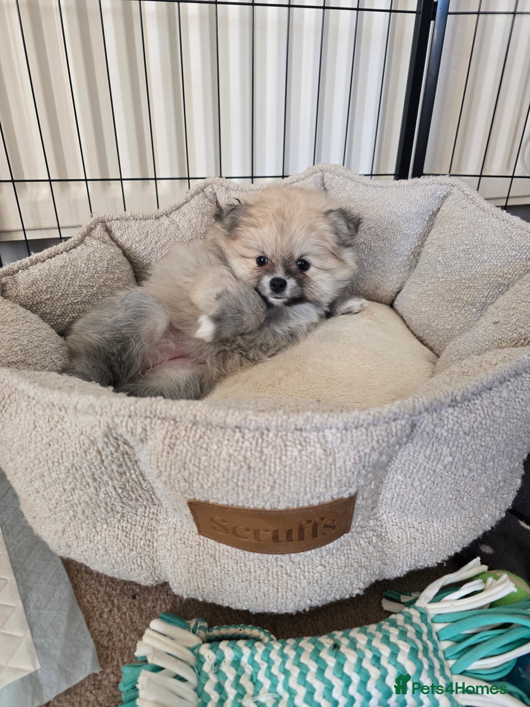 Pomeranian dogs for sale: Miniature Pomeranian Puppies For Sale  - Advert 12