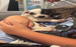 Jack Russell dogs for sale: Ruby  - Image 15