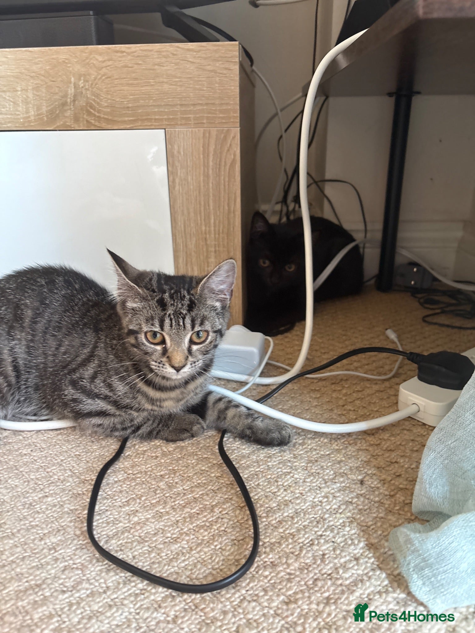 Mixed Breed cats female kittens - tabby and black  - Advert 7