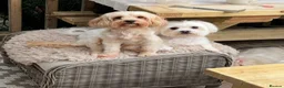 Maltese dogs for sale: 🌸 Adorable mature Ladies 🌸 in Bishop's Stortford - Advert 4