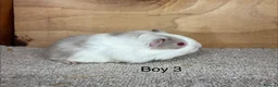 Guinea Pig rodents for sale: Male and female Guinea Pigs - Advert 6
