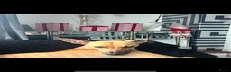 Greyhound dogs for sale: Trickii  - Advert 4
