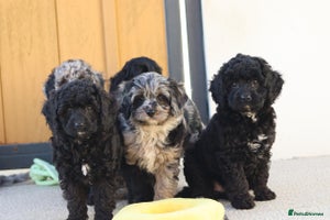 Cavapoo dogs - Advert 4