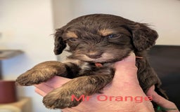 Mixed Breed dogs for sale: Beautiful Miniature Cockerdoodle pups - Image 2