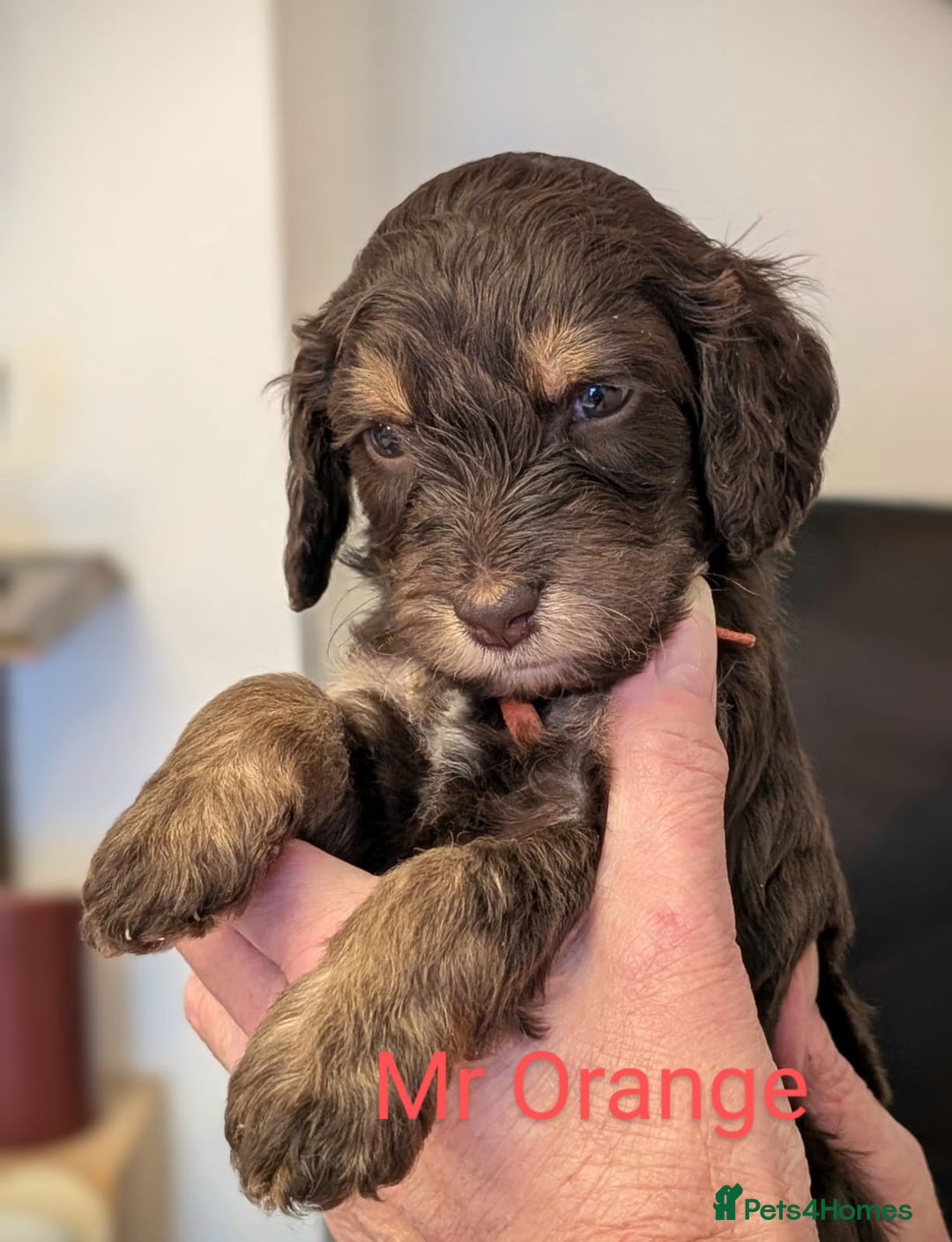 Mixed Breed dogs for sale: Beautiful Miniature Cockerdoodle pups - Image 2