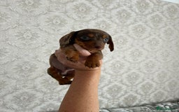 Dachshund dogs for sale: Beautiful miniature dachund puppies  - Image 9
