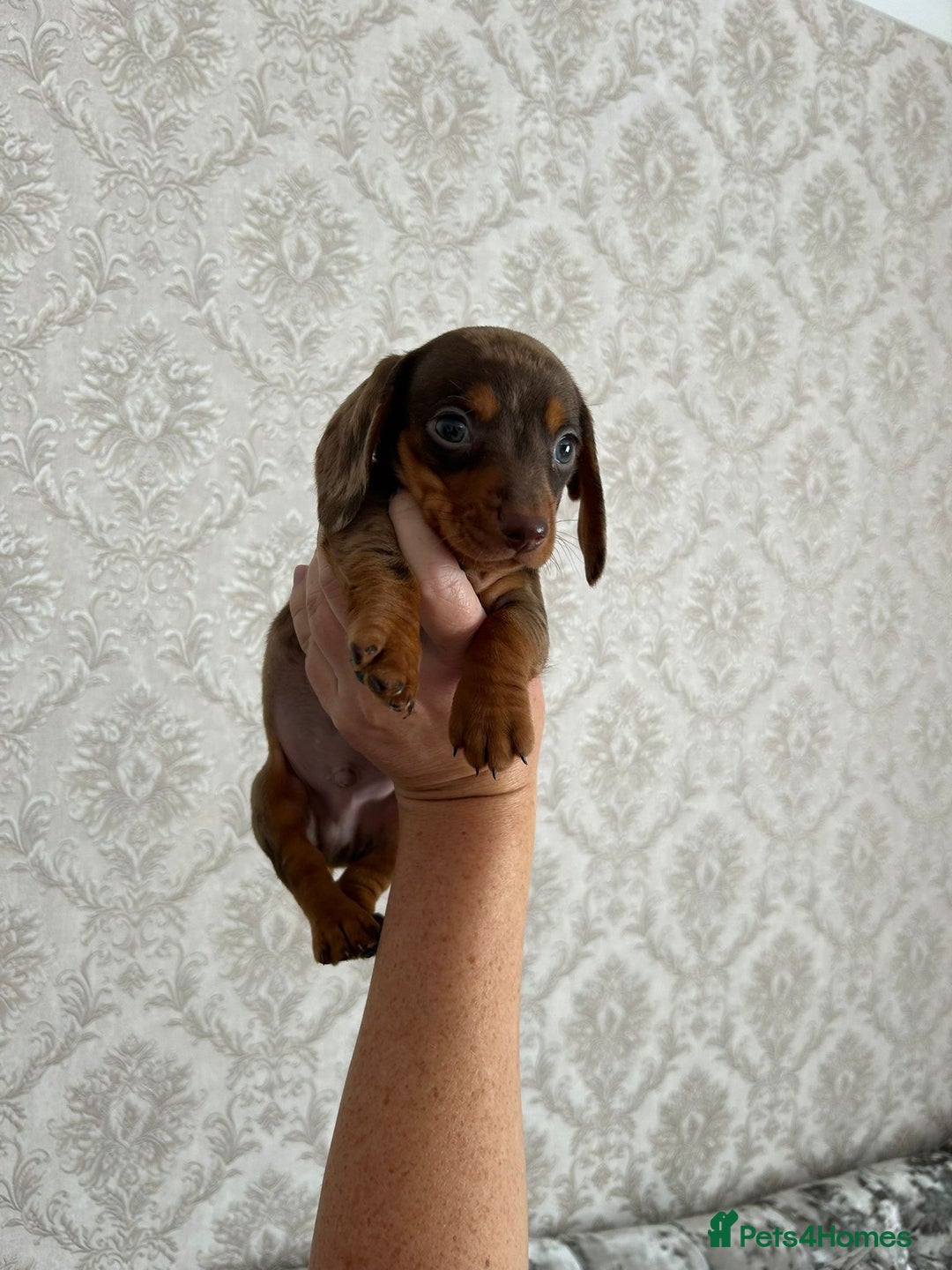 Dachshund dogs for sale: Beautiful miniature dachund puppies  - Image 9