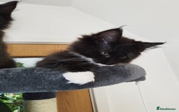 Maine Coon cats for sale: Maine Coon Kittens - Fluffy Chaos Incoming - Image 10