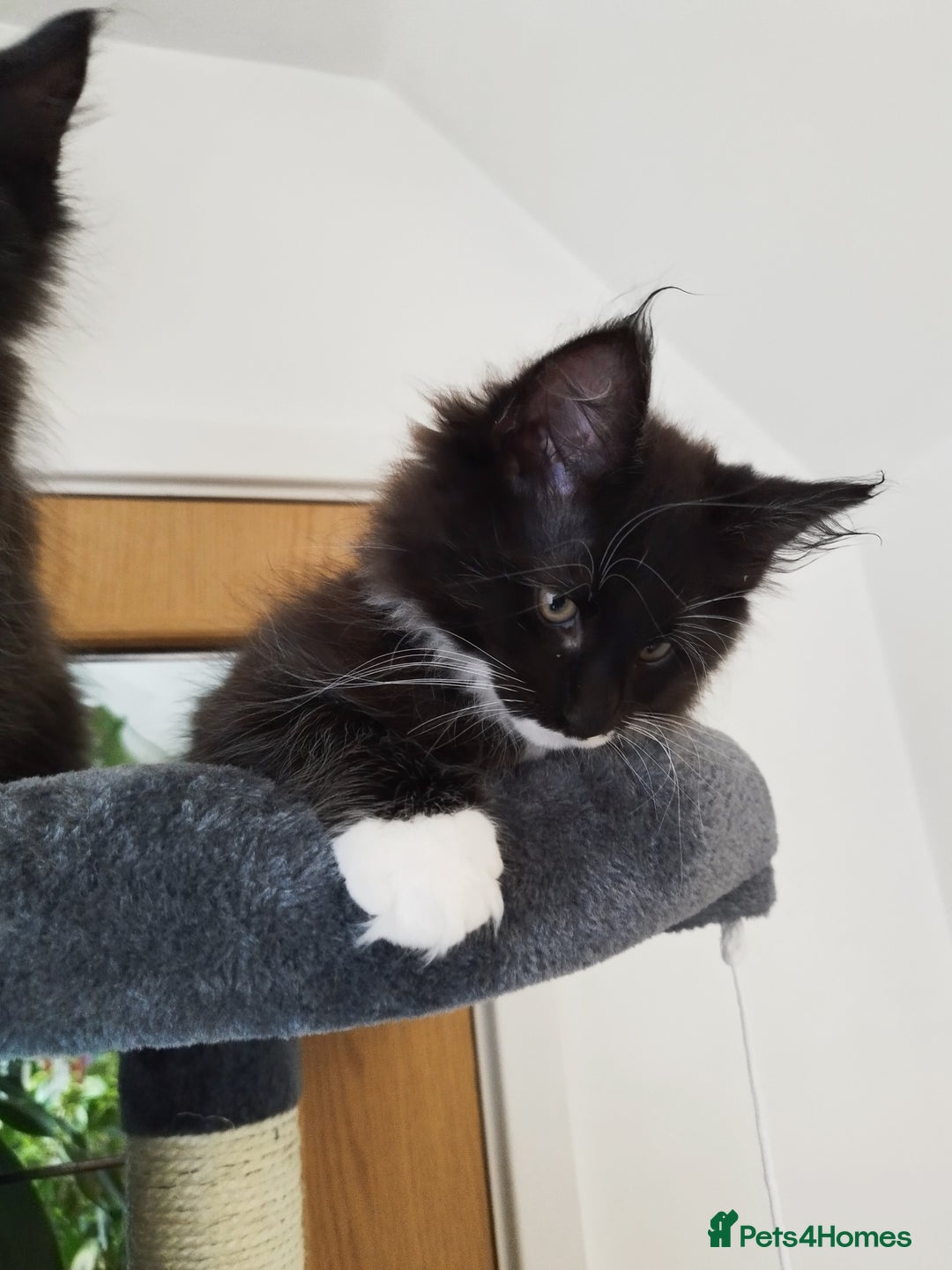 Maine Coon cats for sale: Maine Coon Kittens - Fluffy Chaos Incoming - Image 10