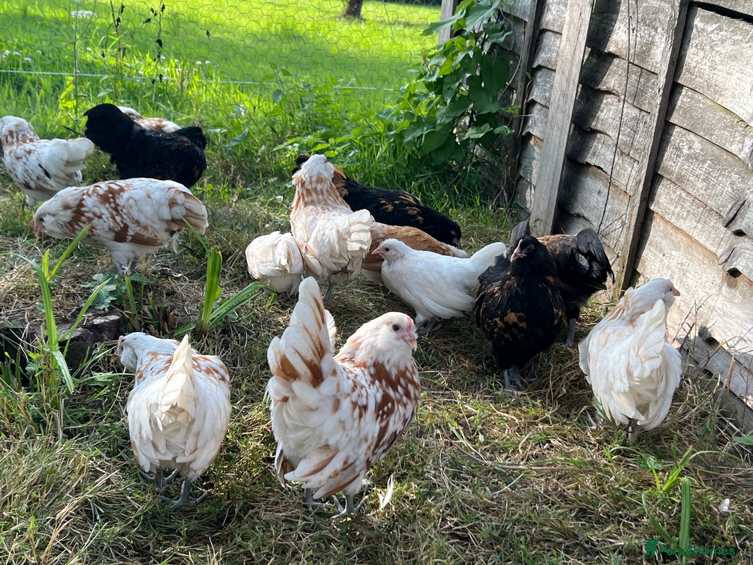 Chickens poultry for sale: Rare Breed Thuringian Chamois & Black Chickens  - Image 5