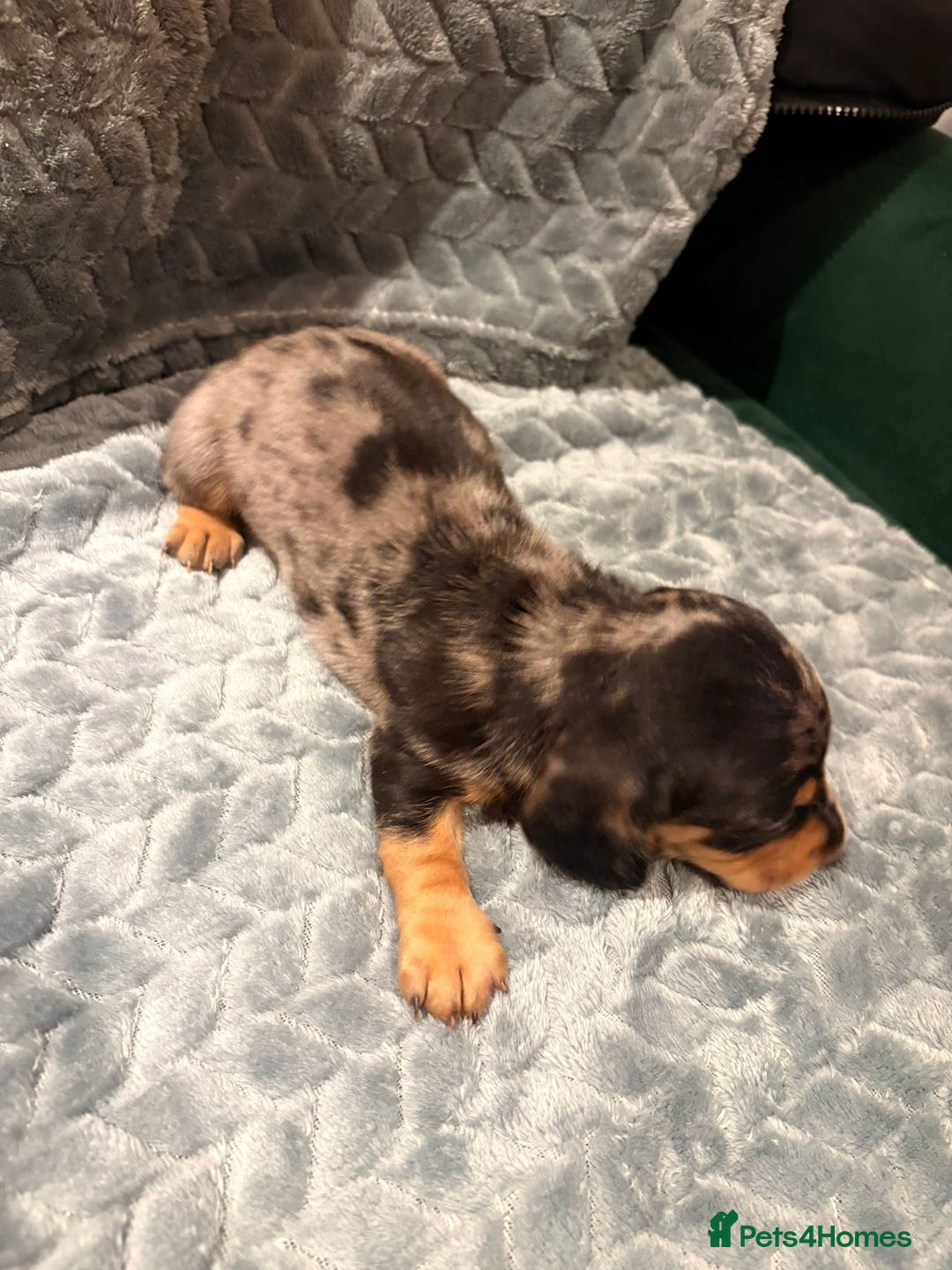 Miniature Dachshund dogs for sale: ✨ Miniature Dachshund Puppies ✨ - Advert 7
