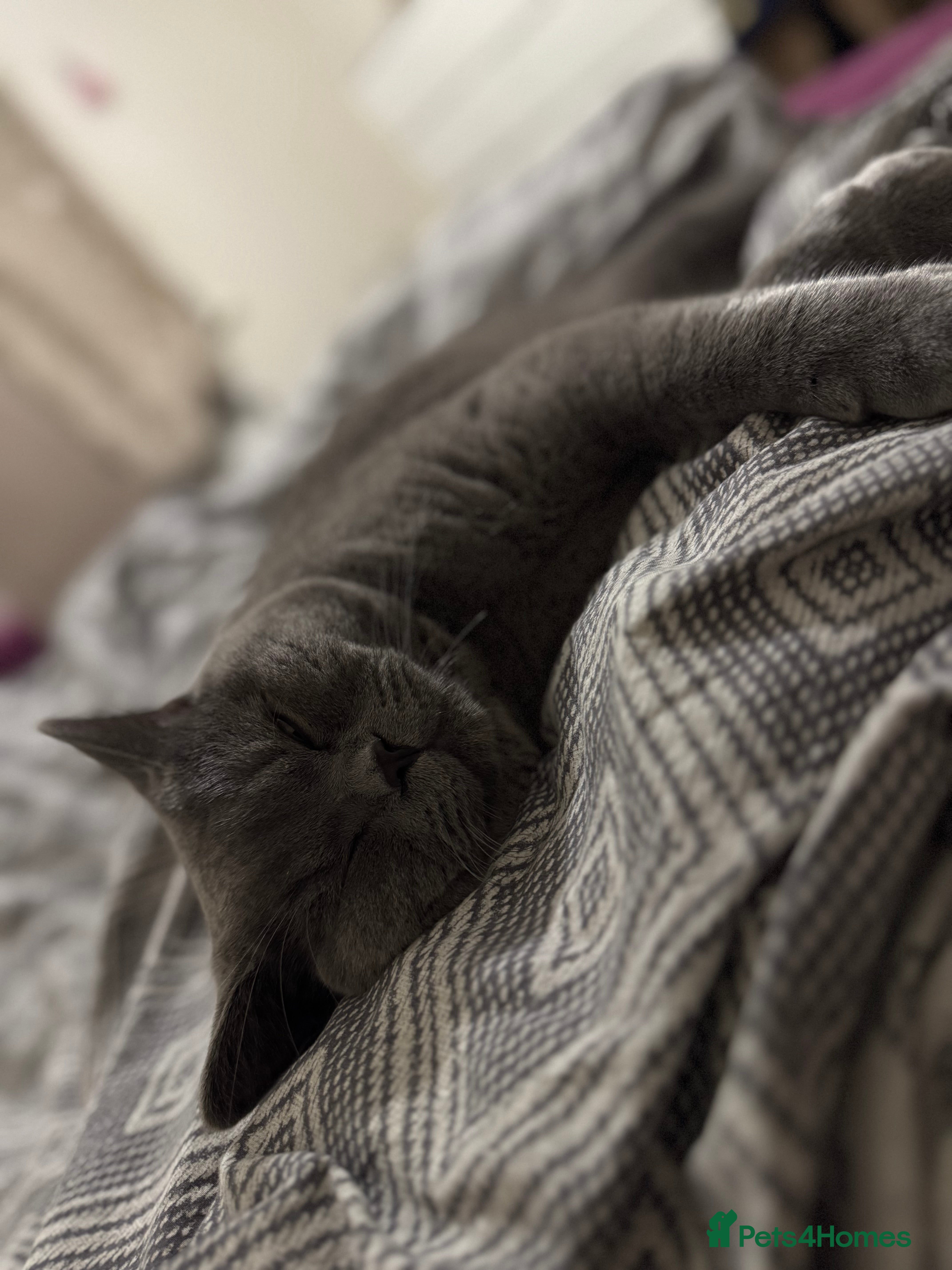 British Shorthair cats Fluffy British shorthair-perfect family companion  - Advert 1