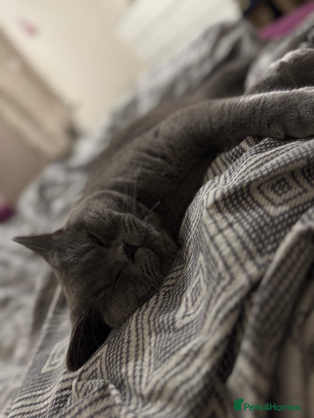 British Shorthair cats for sale: Fluffy British shorthair-perfect family companion  - Advert 1