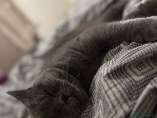 British Shorthair cats Fluffy British shorthair-perfect family companion - Advert 13