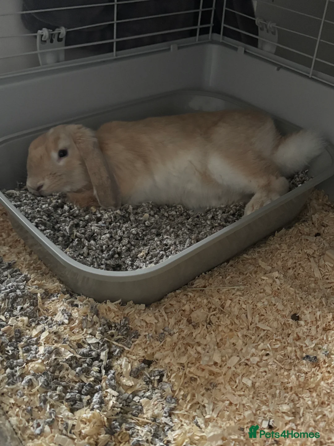 Mixed Breed rabbits for sale: Rabbit for sale  - Advert 2