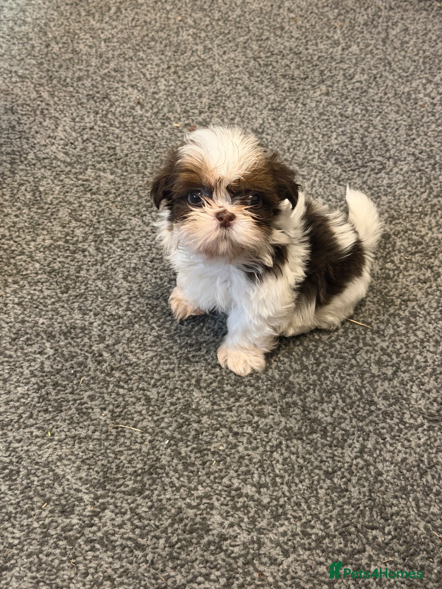Shih Tzu dogs Karashishi Full KC imperial Shih-Tzu pups for sale - Advert 1