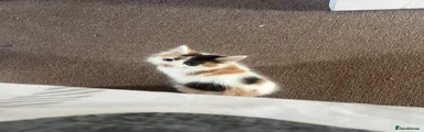 Mixed Breed Kitten 2
