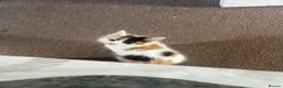 Mixed Breed cats for sale: gorgeous boys in Mansfield - Advert 14