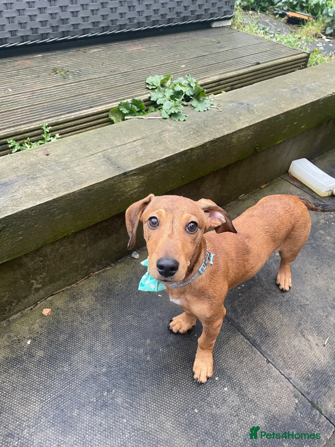 Mixed Breed dogs for sale: daisy is looking for her forever family  in Hinckley - Advert 1