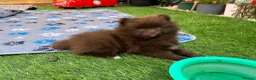 Pomeranian dogs for sale: READY NOW! KC✨DNA 100% POM!🧬HEALTH TESTED!🧬 - Advert 13