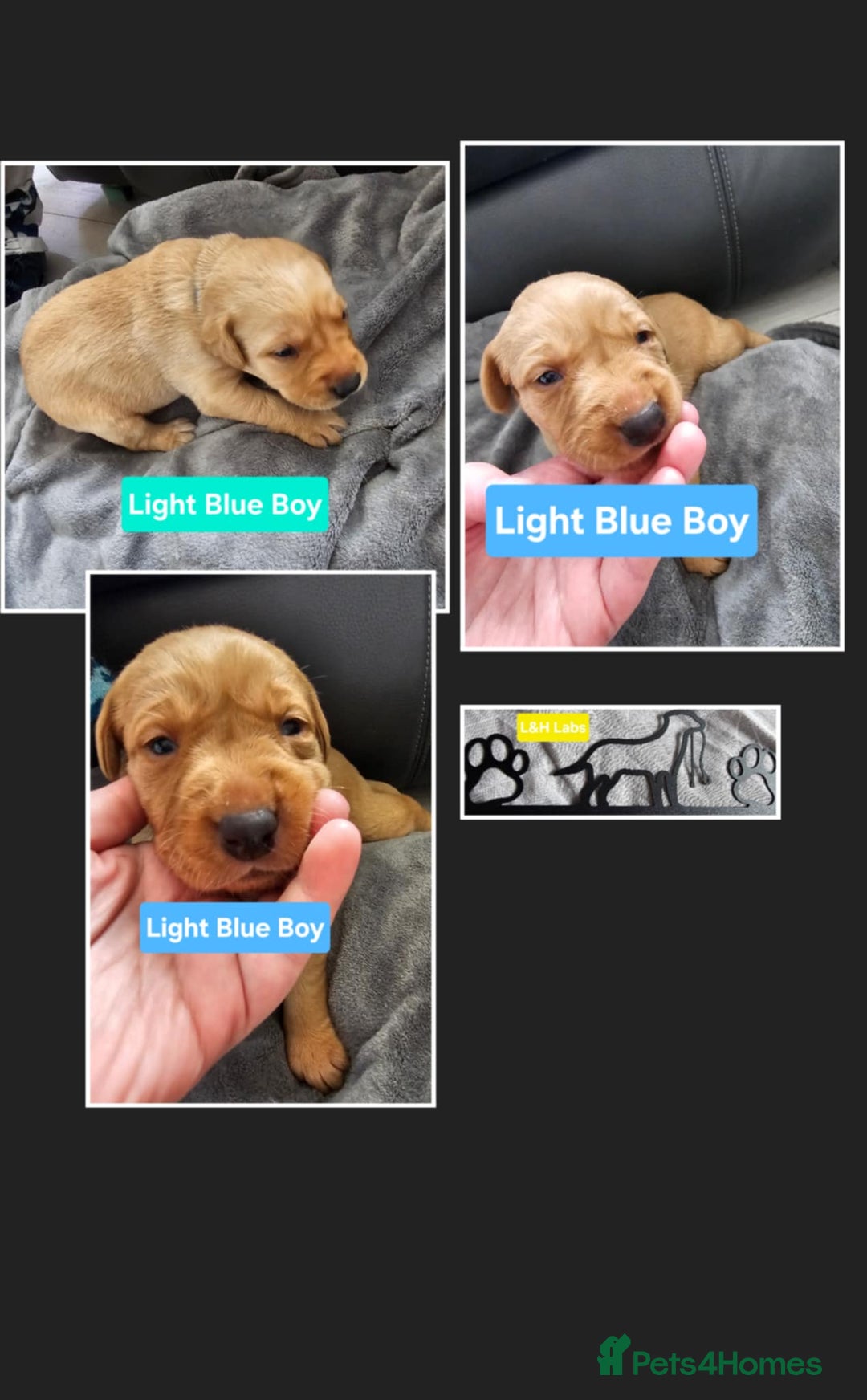 Labrador Retriever dogs for sale: Working lab pups - Image 12