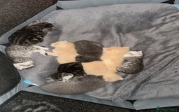 British Shorthair cats for sale: British short hair  - Image 1