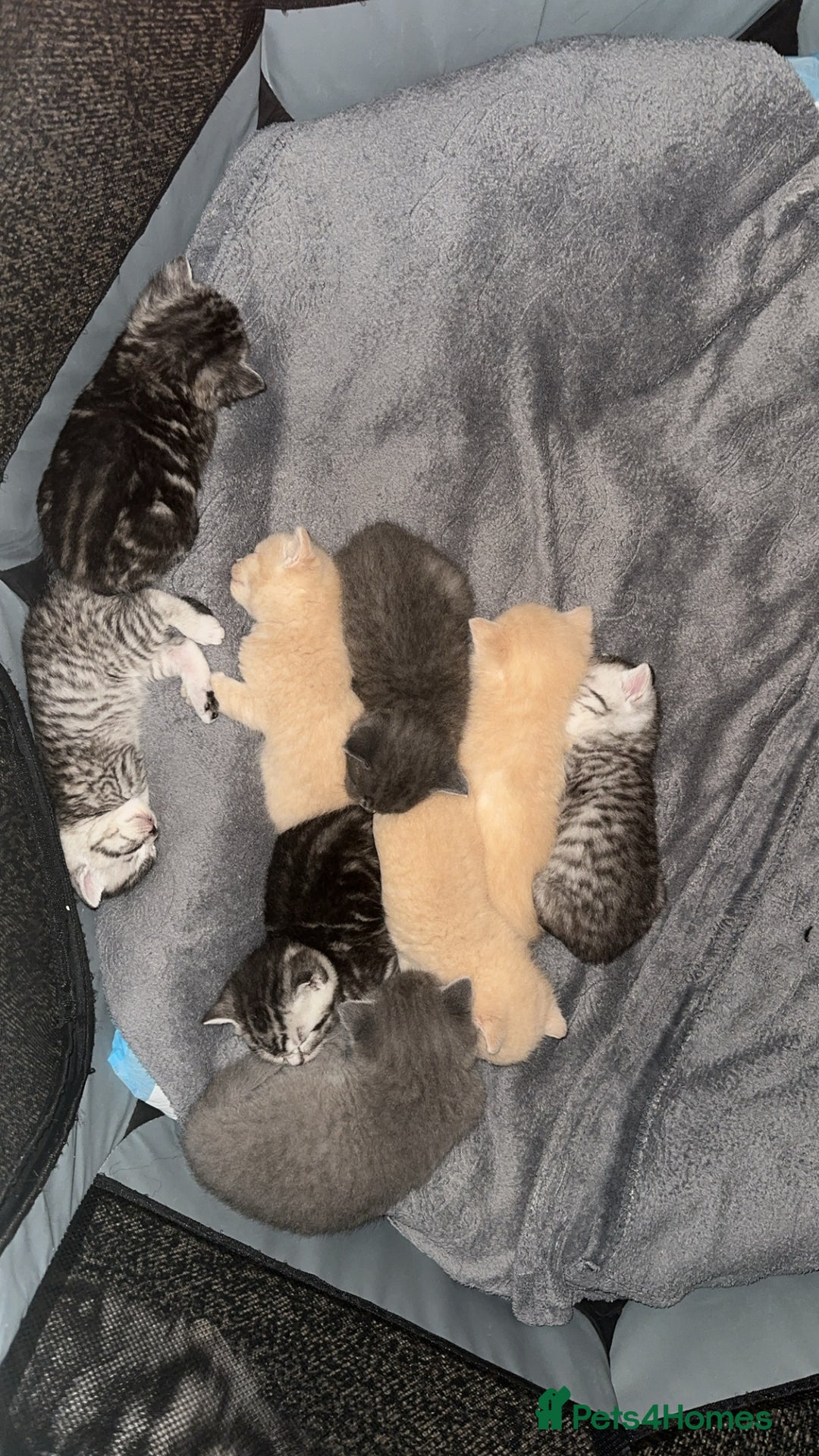 British Shorthair cats for sale: British short hair  - Image 1