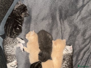 British Shorthair cats - Advert 34