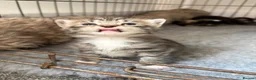 Maine Coon cats for sale: Maine Coon cross domestic shorthair kittens - Advert 7