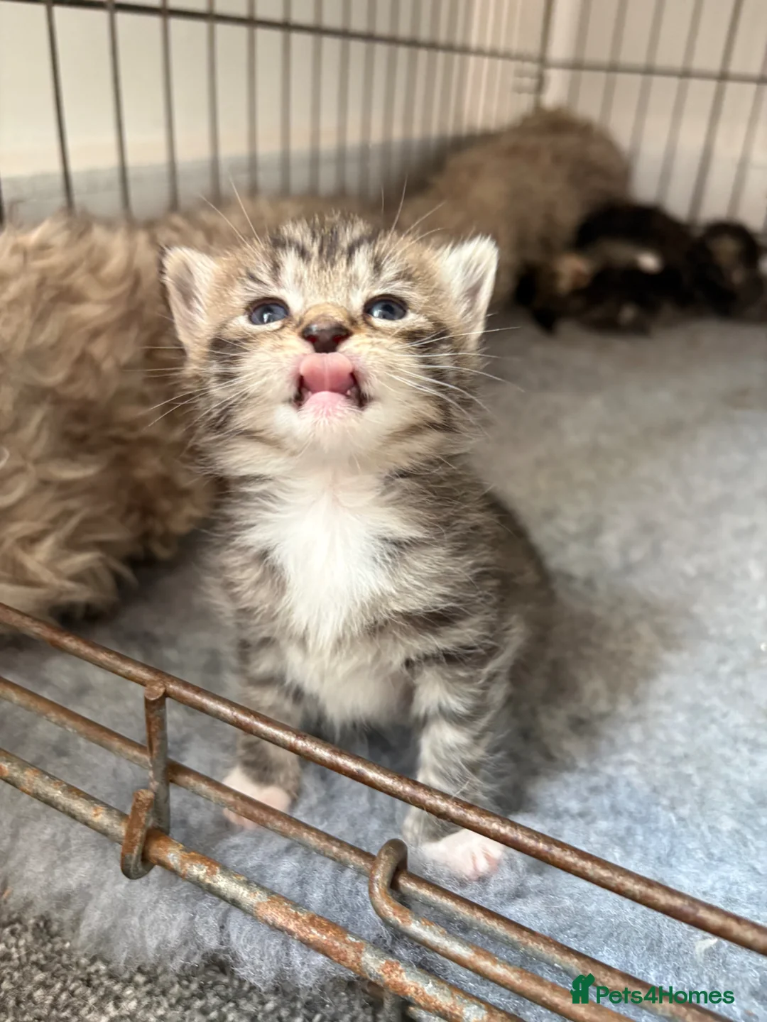 Maine Coon cats for sale: Maine Coon cross domestic shorthair kittens - Advert 7