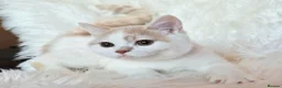 British Shorthair cats for sale: Gorgeous loving purr machines  - Advert 25