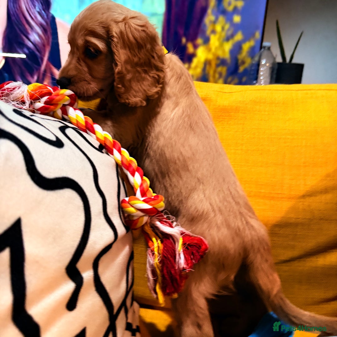 Cocker Spaniel dogs for sale: 7 Stunning Cocker Spaniel Puppies - Advert 23