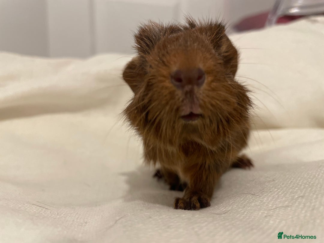 Guinea Pig rodents for sale: Baby Guinea Pig Boars - Image 6