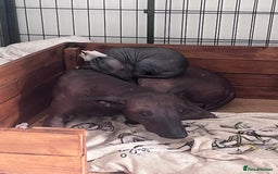Mexican Hairless dogs for sale: Mexican hairless hairless male - Image 7