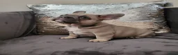 French Bulldog dogs for stud:  💥Amazing structure and quality! in Ebbw Vale - Advert 33