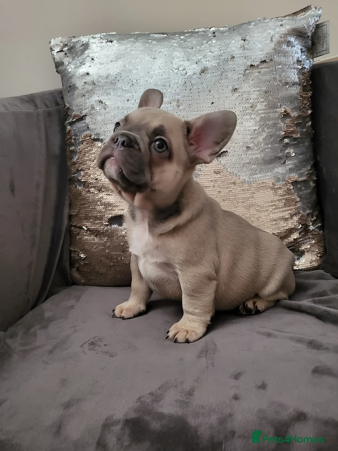French Bulldog dogs for stud:  💥Amazing structure and quality! in Ebbw Vale - Advert 33