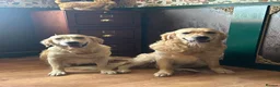 Golden Retriever dogs for stud: PROVEN KC GOLDEN RETRIEVER STUD – 6 LITTERS – £550 - Advert 6