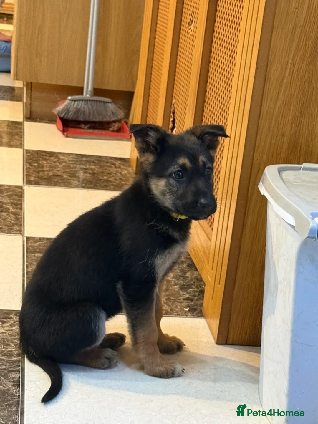 German Shepherd dogs for sale: German shepherd pups  in Omagh - Advert 1