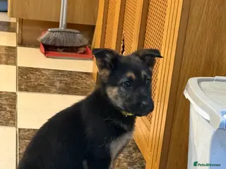 German Shepherd dogs German shepherd pups - Advert 5
