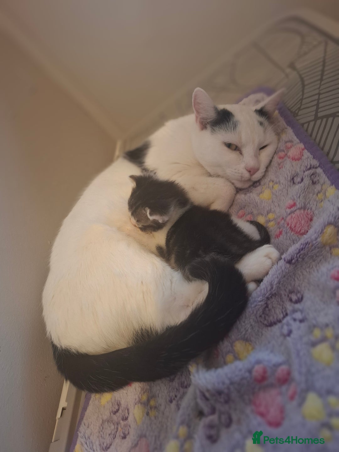 Mixed Breed cats for sale: Single kitten  - Advert 14